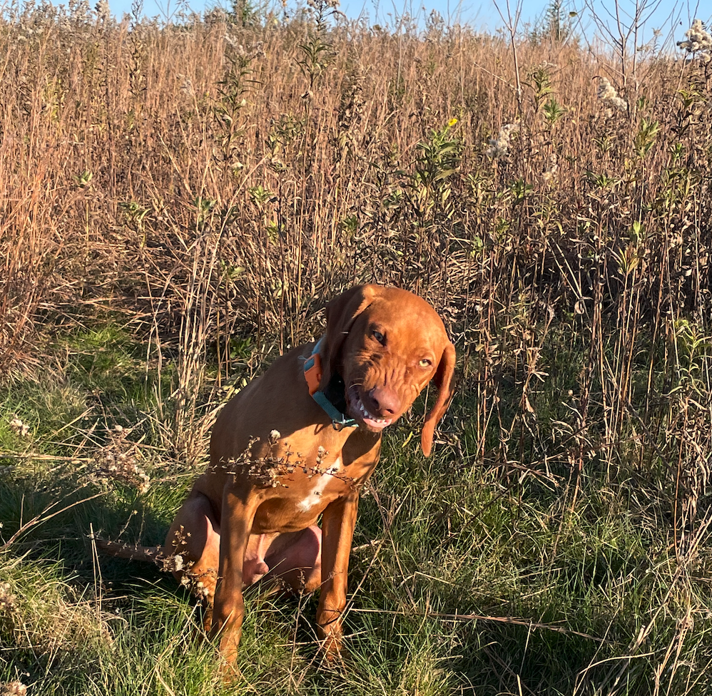 An image of a vizsla dog at Flat Fork Park in the fall in Fishers, Indiana